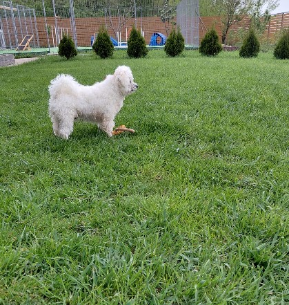 Padoc TOTO HOME